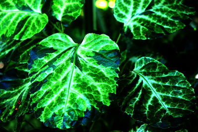 Close-up of green leaf