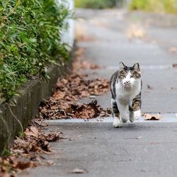 Cat sitting on footpath