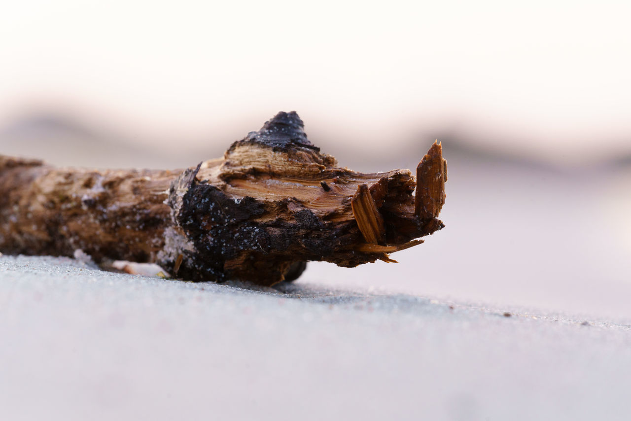 CLOSE-UP OF CRAB ON ROCK