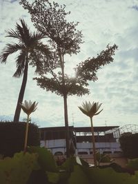 Coconut palm tree by sea against sky