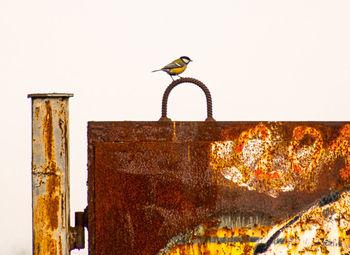 Bird perching on a wall