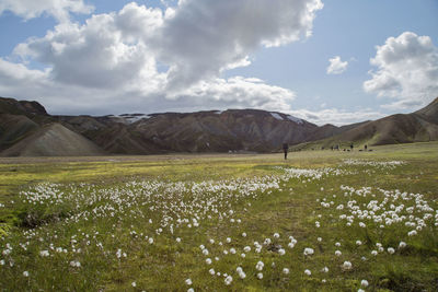 Scenic view of field against sky