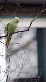 Close-up of parrot perching on branch