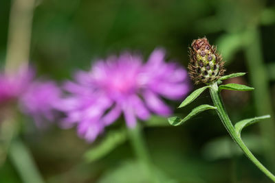 Close-up of pink flowering plant