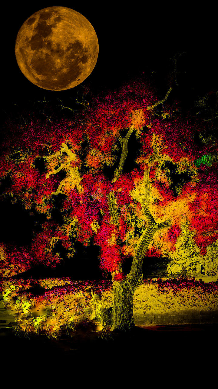 no people, night, plant, red, moon, close-up, nature, indoors, change, growth, beauty in nature, astronomy, circle, tree, studio shot, multi colored, space, tranquility, yellow, black background, planetary moon, space and astronomy