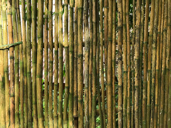 Full frame shot of bamboo plants