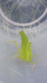 Close-up of insect on plant