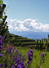 Purple flowering plants on field against sky