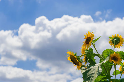 Low angle view of yellow flowering plant against sky