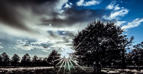 Trees against sky