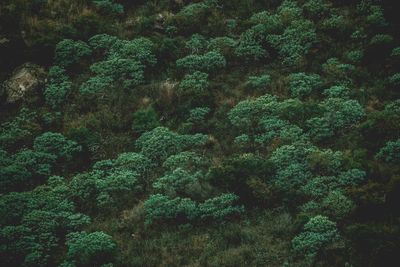 High angle view of trees in forest