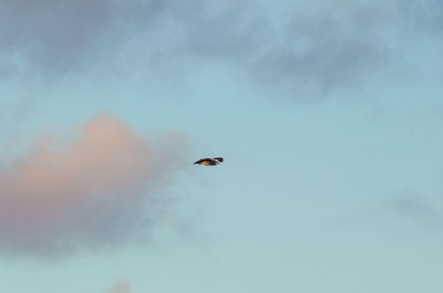 Low angle view of bird flying in sky
