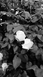 Close-up of flowers blooming outdoors