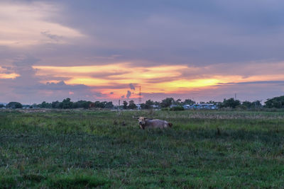 View of buffalo on field during sunset