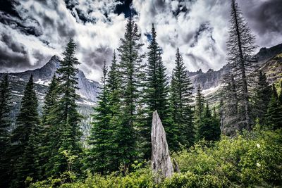 Panoramic view of pine trees in forest against sky