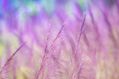 Close-up of pink flowering plant on field