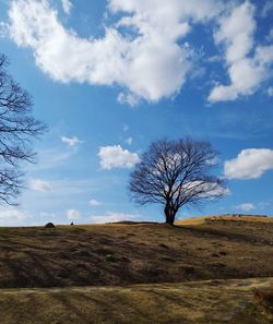 Bare tree on field against sky