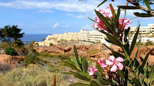 Close-up of pink flowering plants against sky