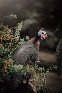 Close-up of bird perching on plants