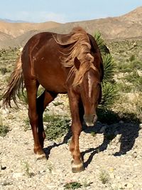 Horse on grassy field