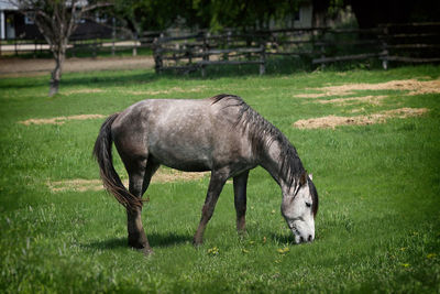 Horse grazing in a field