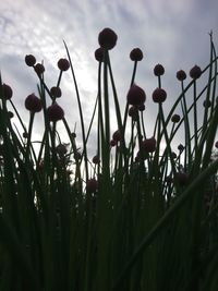 Close-up of silhouette plants on field against sky