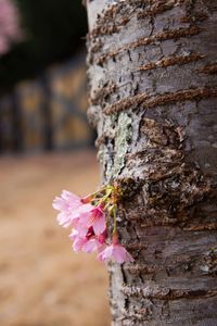 Close-up of pink flower tree