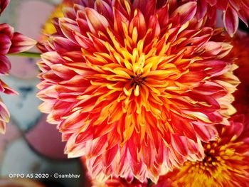 Close-up of pink flower