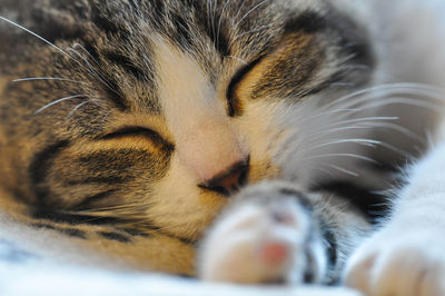 Close-up of cat sleeping