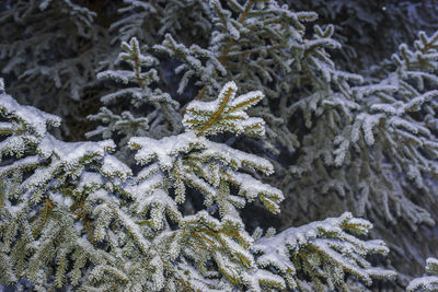 Close-up of snow covered pine tree