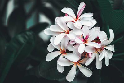 Close-up of white flowering plant