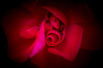 Close-up of pink rose