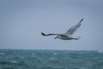 Seagull flying over sea against clear sky