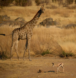 Side view of deer on field