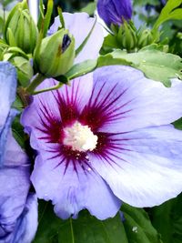 Close-up of purple flower