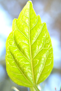 Close-up of green leaves