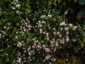 Bee on flowers blooming outdoors