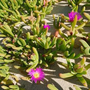 High angle view of purple flowering plants