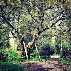 Trees in forest