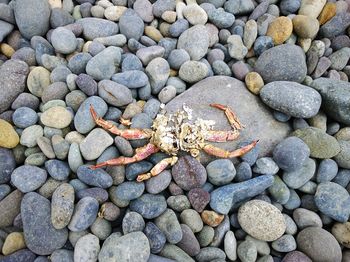 Directly above shot of dead crab on pebbles at beach