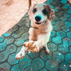 High angle portrait of dog on footpath by swimming pool