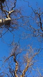 Low angle view of bare tree against blue sky