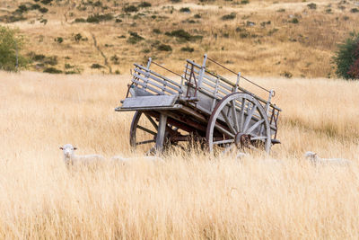 Sheep by cart on field