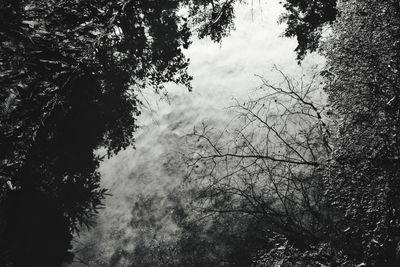 Low angle view of trees in forest against sky