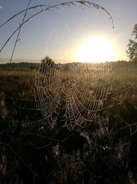 Close-up of spider web on field against sky