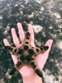 Close-up of hand holding leaf