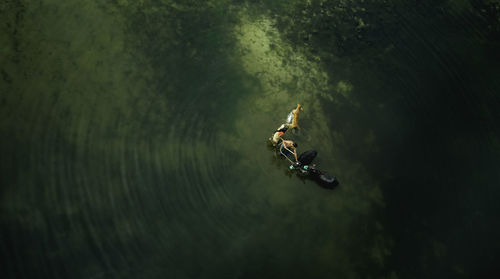 Directly above of man and woman with cows in lake