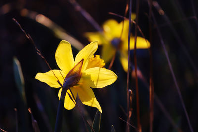 yellow