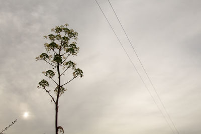 Low angle view of tree against sky