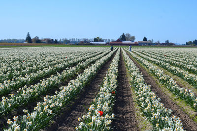 Scenic view of corn field against sky